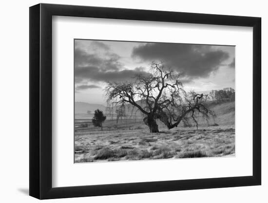 Coastal Oak Series No. 46-Alan Blaustein-Framed Photographic Print