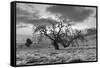 Coastal Oak Series No. 46-Alan Blaustein-Framed Stretched Canvas