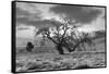 Coastal Oak Series No. 46-Alan Blaustein-Framed Stretched Canvas