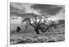 Coastal Oak Series No. 46-Alan Blaustein-Framed Photographic Print