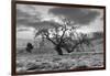 Coastal Oak Series No. 46-Alan Blaustein-Framed Photographic Print