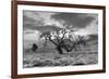 Coastal Oak Series No. 46-Alan Blaustein-Framed Photographic Print