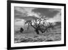 Coastal Oak Series No. 46-Alan Blaustein-Framed Photographic Print