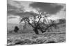 Coastal Oak Series No. 46-Alan Blaustein-Mounted Photographic Print