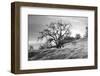 Coastal Oak Series No. 47-Alan Blaustein-Framed Photographic Print