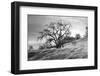 Coastal Oak Series No. 47-Alan Blaustein-Framed Photographic Print