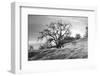 Coastal Oak Series No. 47-Alan Blaustein-Framed Photographic Print