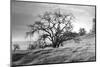 Coastal Oak Series No. 47-Alan Blaustein-Mounted Photographic Print