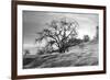 Coastal Oak Series No. 47-Alan Blaustein-Framed Photographic Print