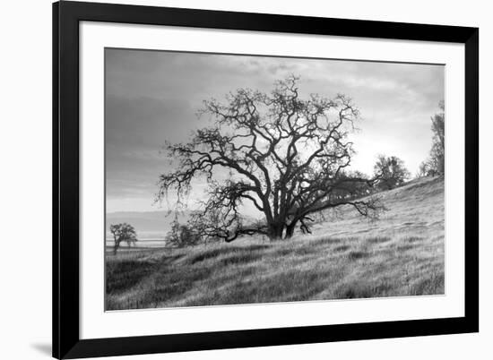 Coastal Oak Series No. 47-Alan Blaustein-Framed Photographic Print