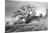 Coastal Oak Series No. 47-Alan Blaustein-Mounted Photographic Print