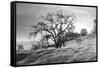 Coastal Oak Series No. 47-Alan Blaustein-Framed Stretched Canvas