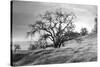 Coastal Oak Series No. 47-Alan Blaustein-Stretched Canvas