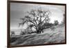 Coastal Oak Series No. 47-Alan Blaustein-Framed Photographic Print