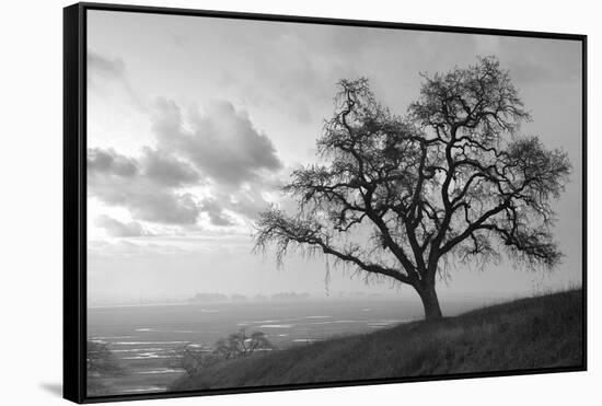 Coastal Oak Series No. 48-Alan Blaustein-Framed Stretched Canvas