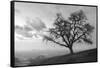 Coastal Oak Series No. 48-Alan Blaustein-Framed Stretched Canvas