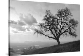 Coastal Oak Series No. 48-Alan Blaustein-Stretched Canvas