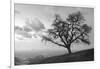 Coastal Oak Series No. 48-Alan Blaustein-Framed Photographic Print