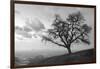 Coastal Oak Series No. 48-Alan Blaustein-Framed Photographic Print