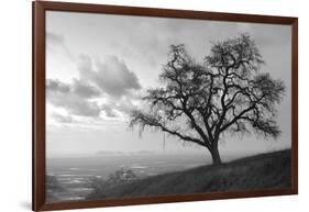 Coastal Oak Series No. 48-Alan Blaustein-Framed Photographic Print