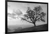 Coastal Oak Series No. 48-Alan Blaustein-Framed Photographic Print