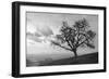 Coastal Oak Series No. 48-Alan Blaustein-Framed Photographic Print