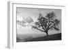 Coastal Oak Series No. 48-Alan Blaustein-Framed Photographic Print