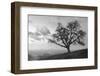 Coastal Oak Series No. 48-Alan Blaustein-Framed Photographic Print