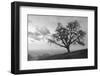 Coastal Oak Series No. 48-Alan Blaustein-Framed Photographic Print