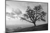 Coastal Oak Series No. 48-Alan Blaustein-Mounted Photographic Print