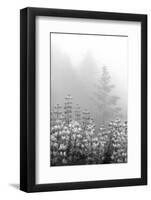 Coastal Oak Series No. 53-Alan Blaustein-Framed Photographic Print