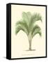 Coastal Palm I-null-Framed Stretched Canvas