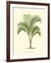 Coastal Palm I-null-Framed Art Print