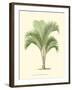 Coastal Palm I-null-Framed Art Print