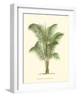 Coastal Palm II-null-Framed Art Print