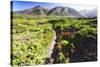 Coastal Path, Big Sur Coast, California-George Oze-Stretched Canvas