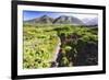 Coastal Path, Big Sur Coast, California-George Oze-Framed Photographic Print