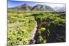 Coastal Path, Big Sur Coast, California-George Oze-Mounted Photographic Print