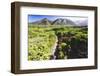 Coastal Path, Big Sur Coast, California-George Oze-Framed Photographic Print