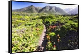 Coastal Path, Big Sur Coast, California-George Oze-Framed Stretched Canvas