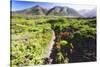 Coastal Path, Big Sur Coast, California-George Oze-Stretched Canvas