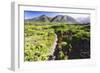 Coastal Path, Big Sur Coast, California-George Oze-Framed Photographic Print