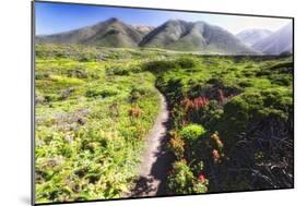 Coastal Path, Big Sur Coast, California-George Oze-Mounted Photographic Print