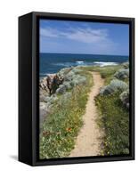 Coastal Path with Spring Flowers, Near Chania, Chania Region, Crete, Greek Islands, Greece, Europe-Stuart Black-Framed Stretched Canvas