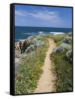 Coastal Path with Spring Flowers, Near Chania, Chania Region, Crete, Greek Islands, Greece, Europe-Stuart Black-Framed Stretched Canvas