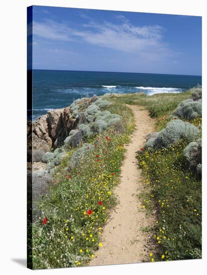Coastal Path with Spring Flowers, Near Chania, Chania Region, Crete, Greek Islands, Greece, Europe-Stuart Black-Stretched Canvas