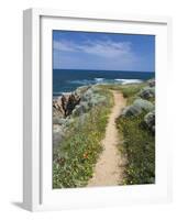 Coastal Path with Spring Flowers, Near Chania, Chania Region, Crete, Greek Islands, Greece, Europe-Stuart Black-Framed Photographic Print