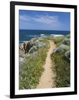 Coastal Path with Spring Flowers, Near Chania, Chania Region, Crete, Greek Islands, Greece, Europe-Stuart Black-Framed Photographic Print