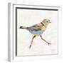 Coastal Plover I Linen-Jeanette Vertentes-Framed Art Print