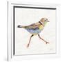 Coastal Plover I Linen-Jeanette Vertentes-Framed Art Print